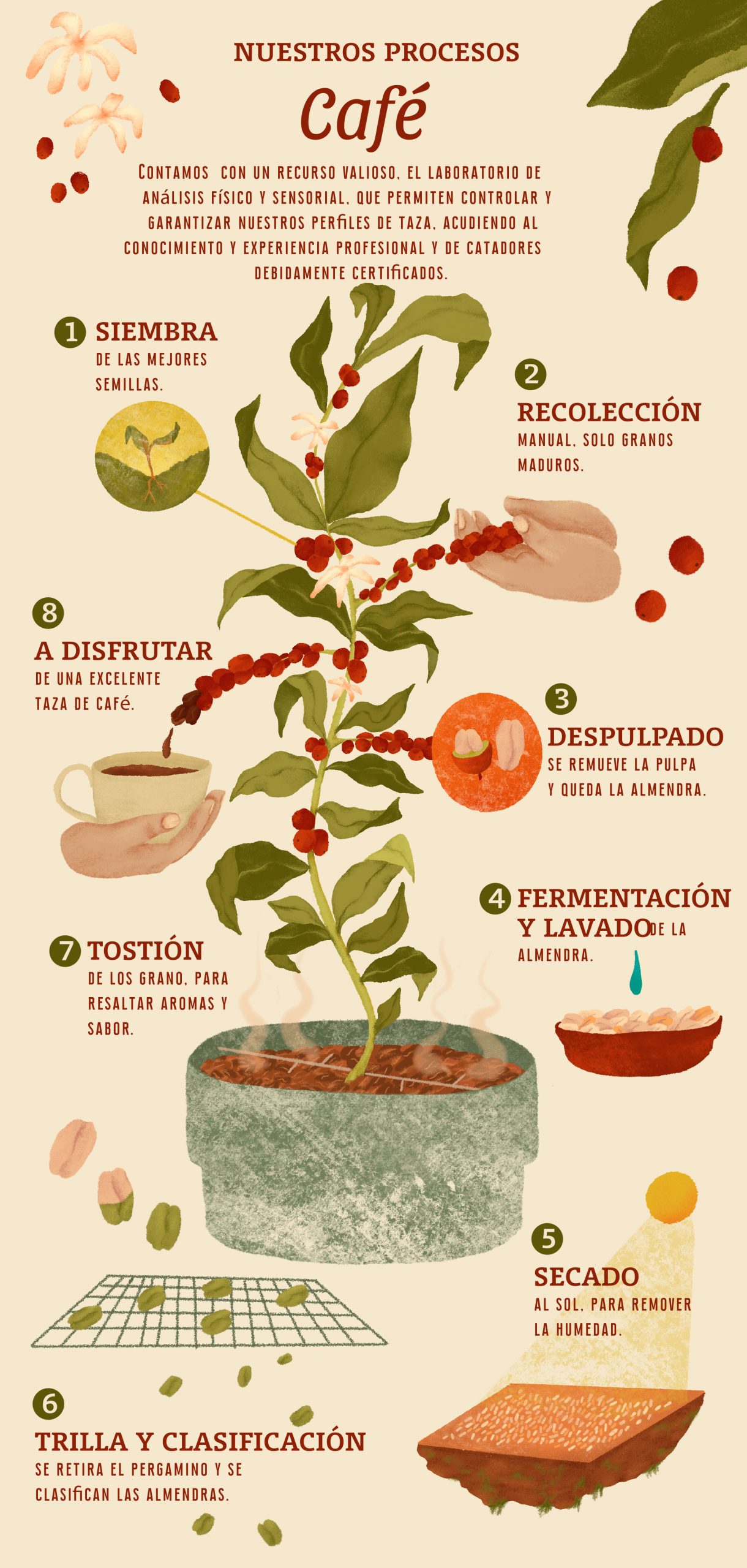 Diagrama_Cafe_ES